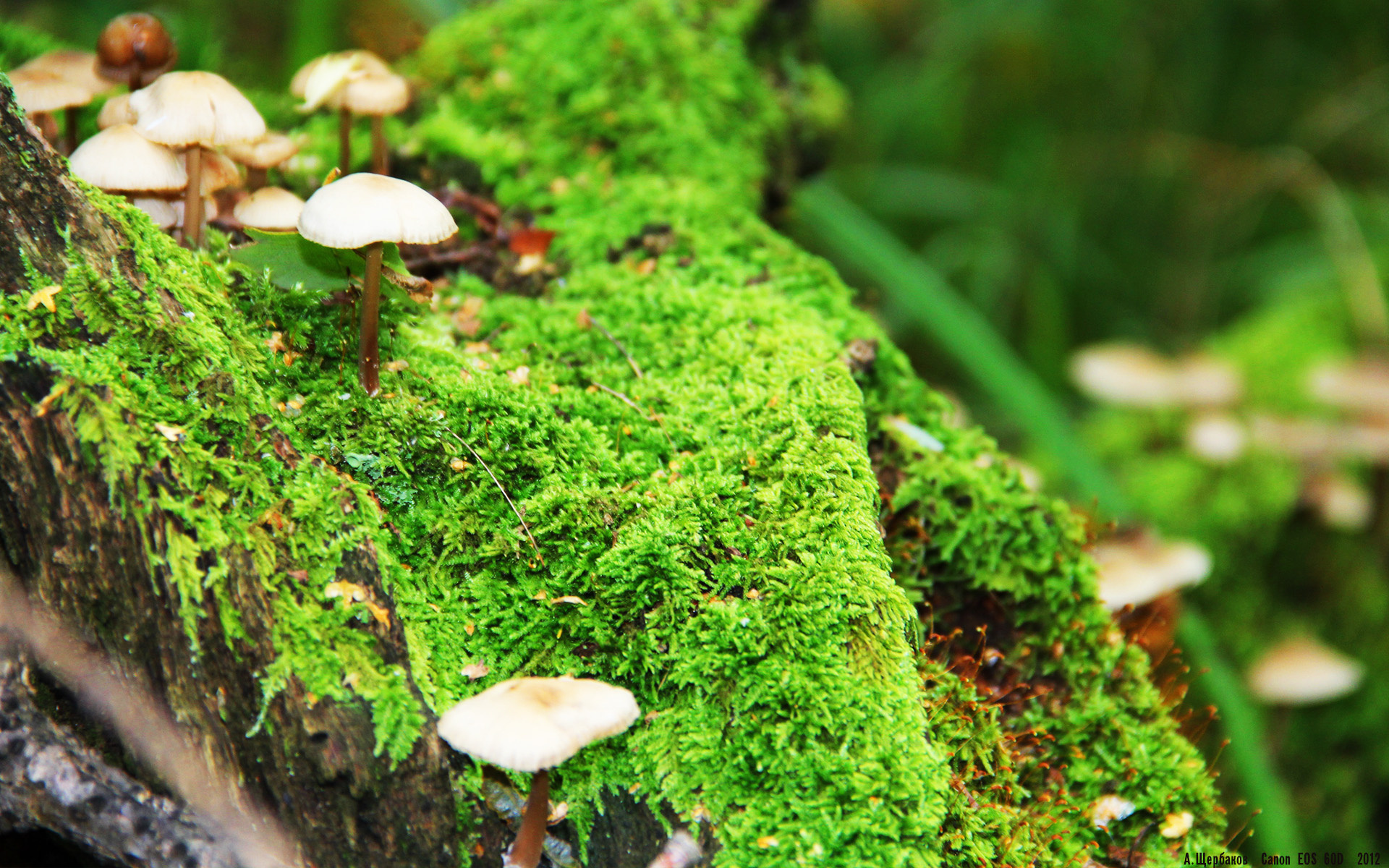 欧冠风暴中的英超争冠焦点，伊朗神锋决胜局一击，尤文图斯梦碎