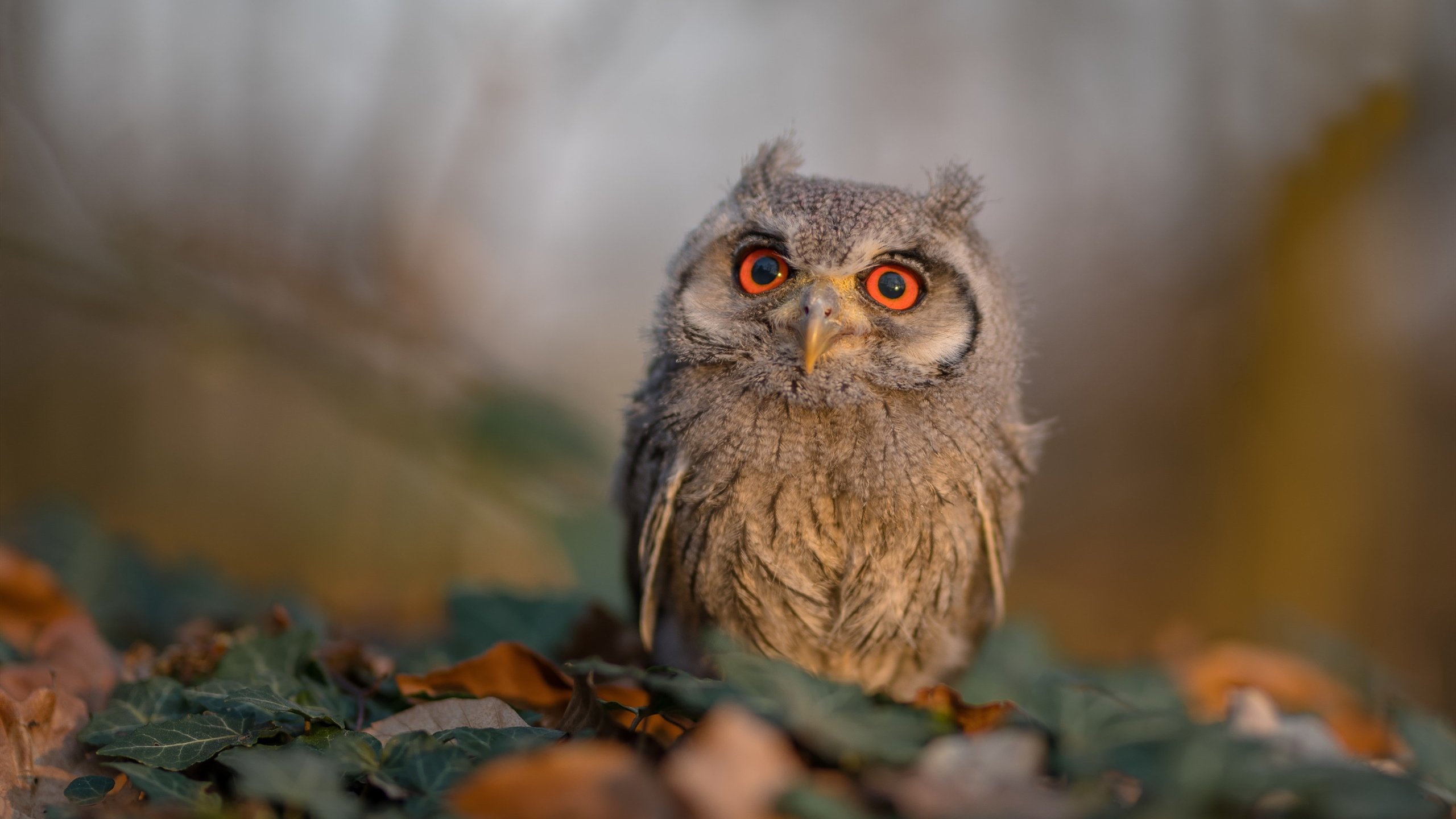 琴弦上的冷铁，佩德里的艺术掌控与国际米兰的加时逆转