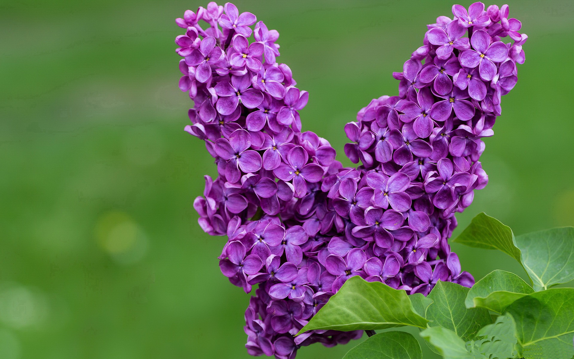 缺席的统治者，当完全无解的基耶萨成为西班牙征服土耳其的唯一注脚