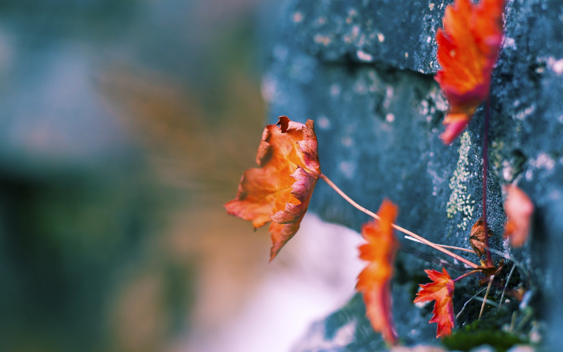 时空交错一秒钟，当洪都拉斯遇上瑞典，拉亚在压力裂缝中完成的永恒爆发