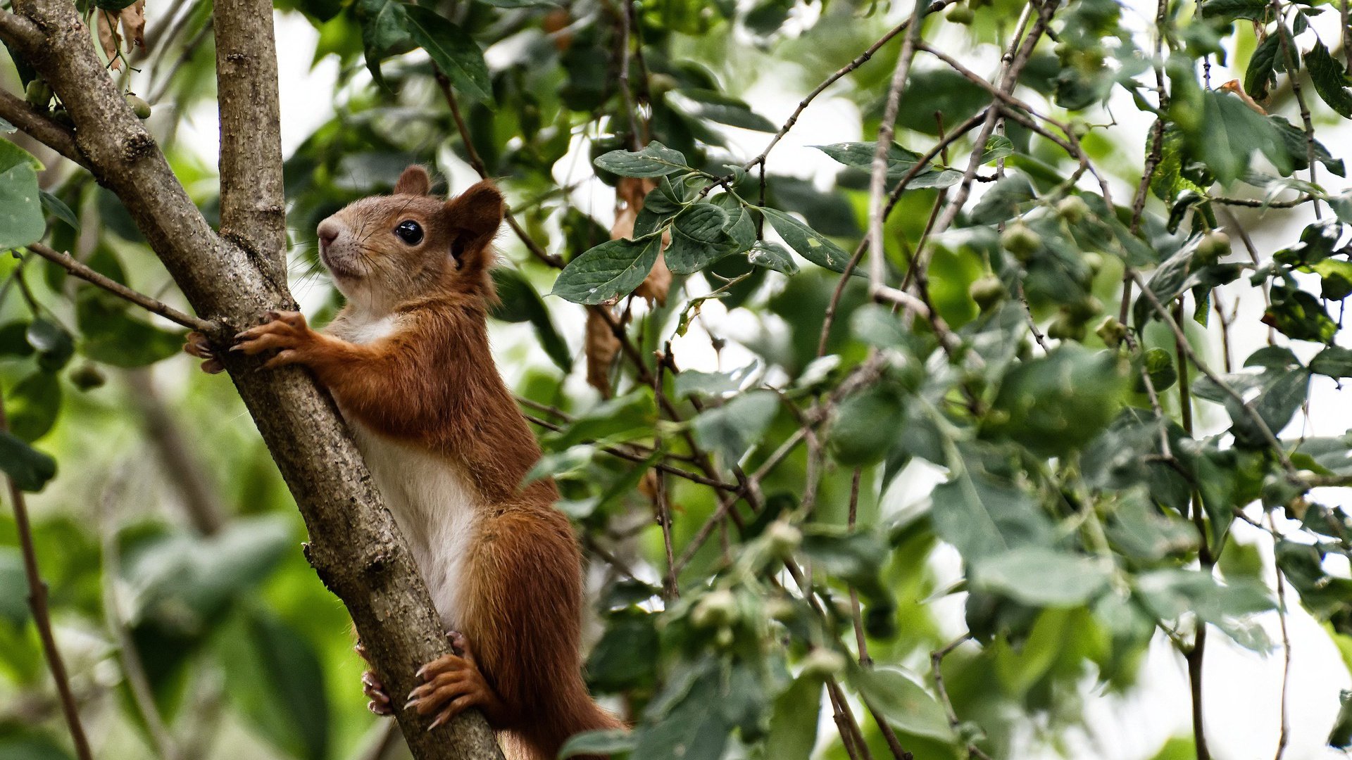 心理闪电战，爱尔兰如何用四十分钟摧毁乌拉圭的四年努力
