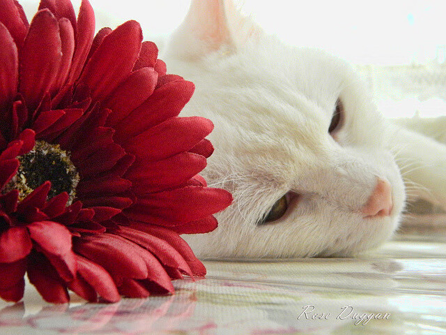 基于此，我为您构思了以下标题和文章