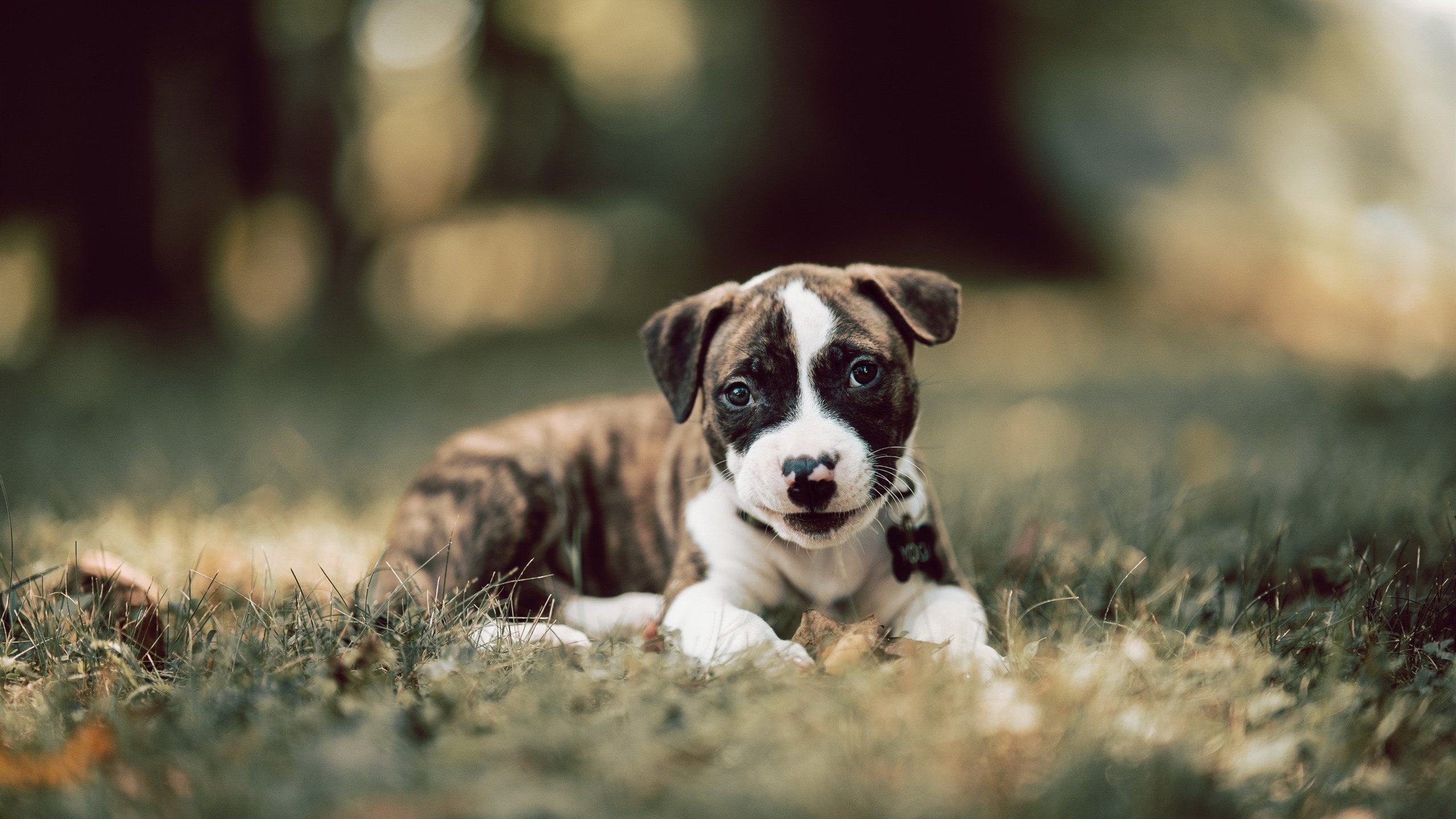 沙漠之狐的叹息，当阿坎吉的生涯之夜刺穿波斯铁壁