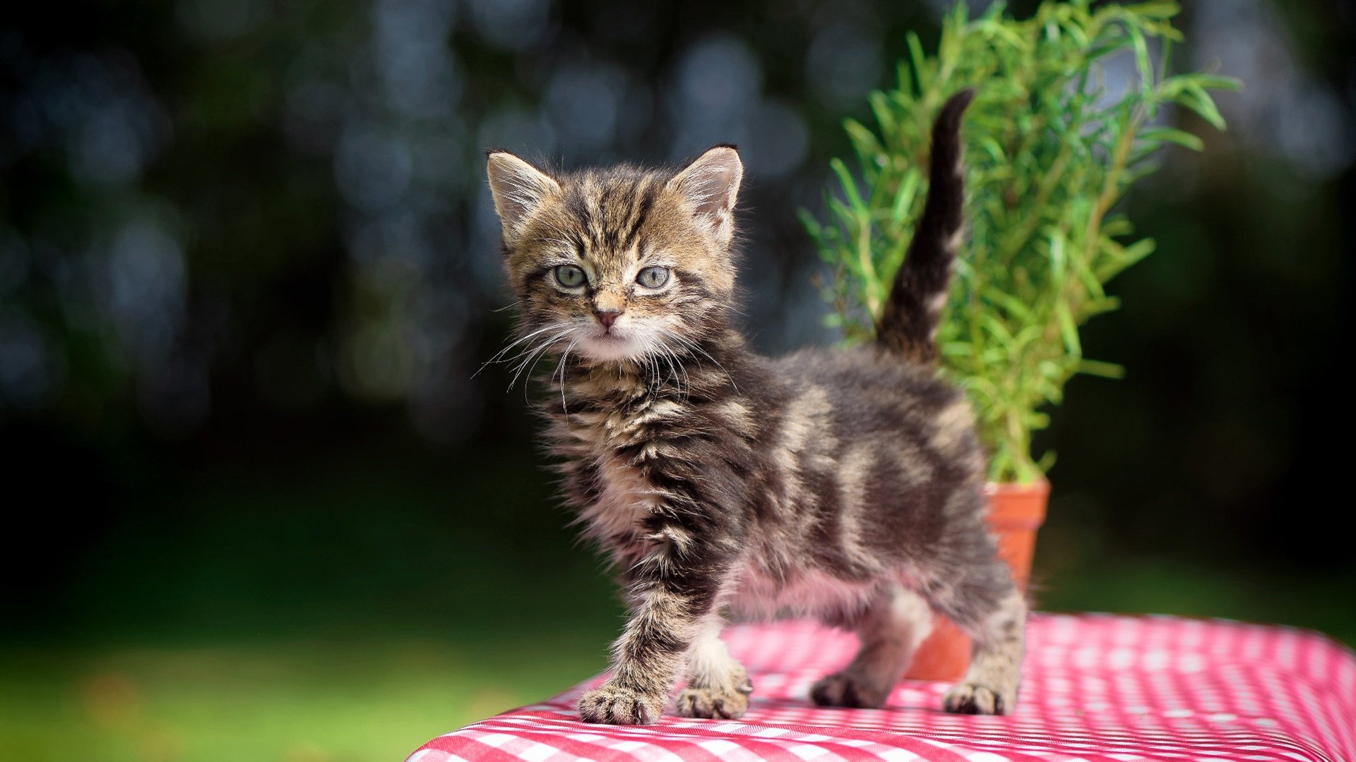 欧战烽火,意甲焦点战中的摩洛哥力量与塞维利亚铁壁鏖战