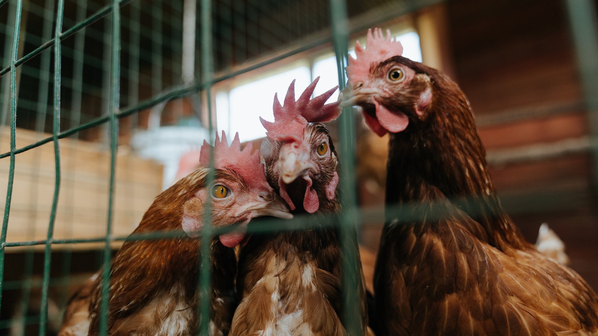 里程碑之夜！萨内破茧成蝶助马赛击沉巴斯克雄狮