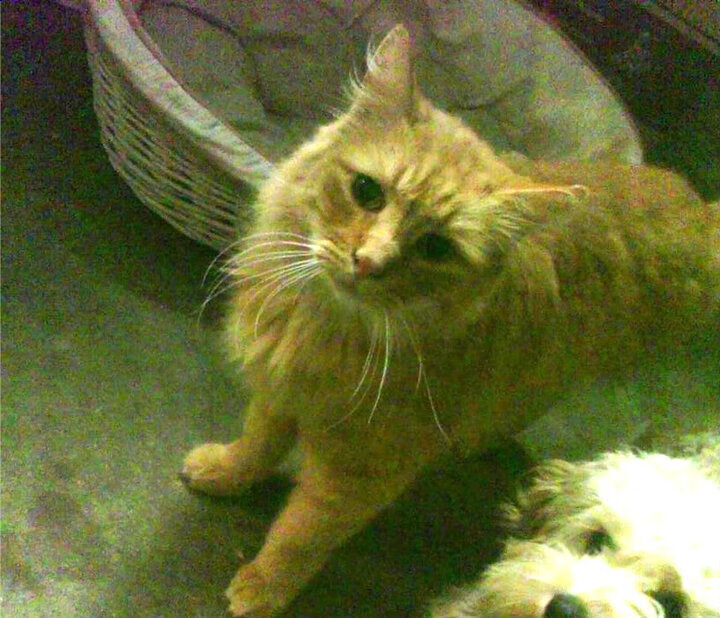 金字塔撞倒高卢雄鸡！无名小卒掀翻法甲豪门的唯一性剧本