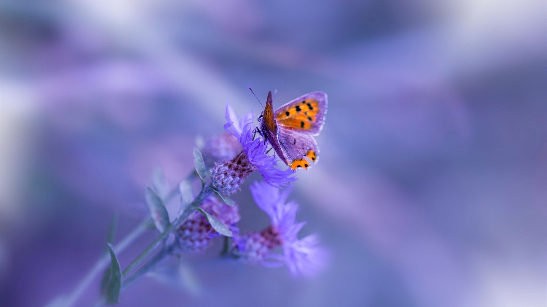 F1轰鸣为谁而响，今夜哈弗茨化身红色法拉利