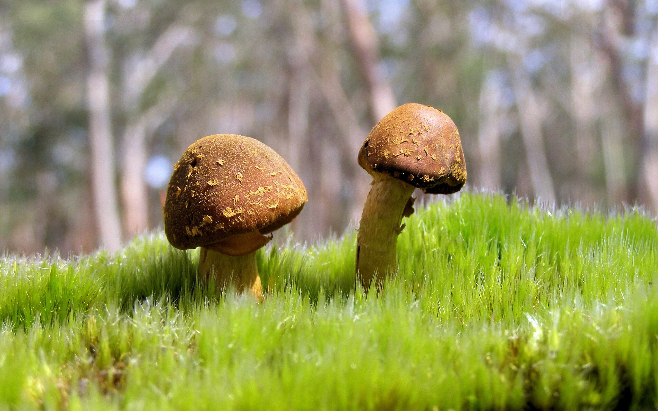 圣乔治与龙之武士，孙兴慜在温布利的无声革命