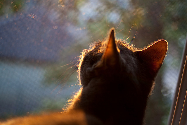 西决级生死战，几内亚逆转乌拉圭，洲际杯上演史诗级翻盘