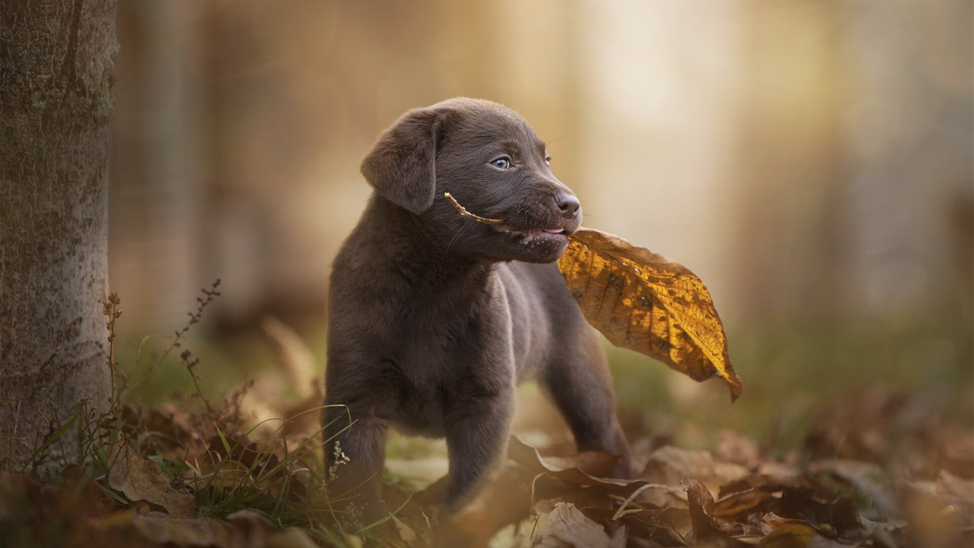 西决生死夜，文班亚马在宇宙级的寂静中引爆世界