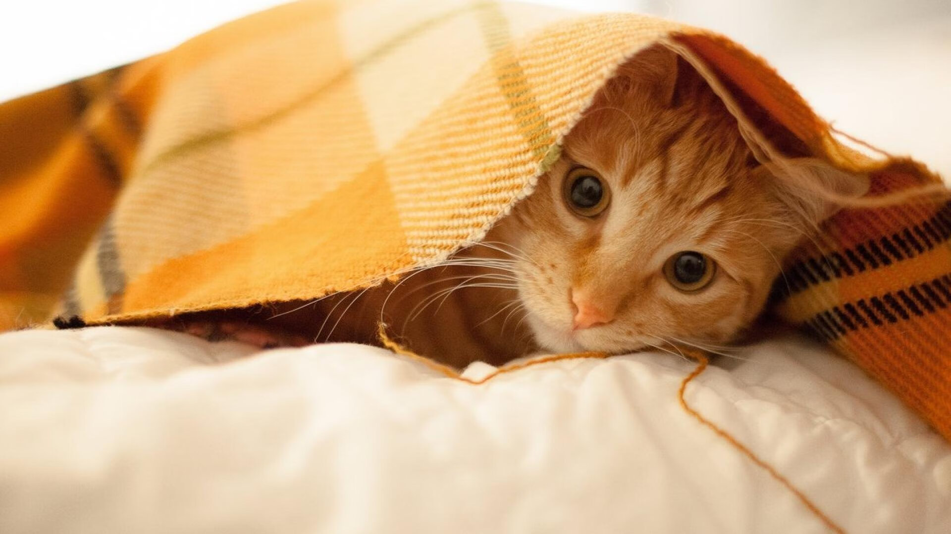 读懂贝林厄姆的爆发，便懂了克罗地亚为何淘汰秘鲁