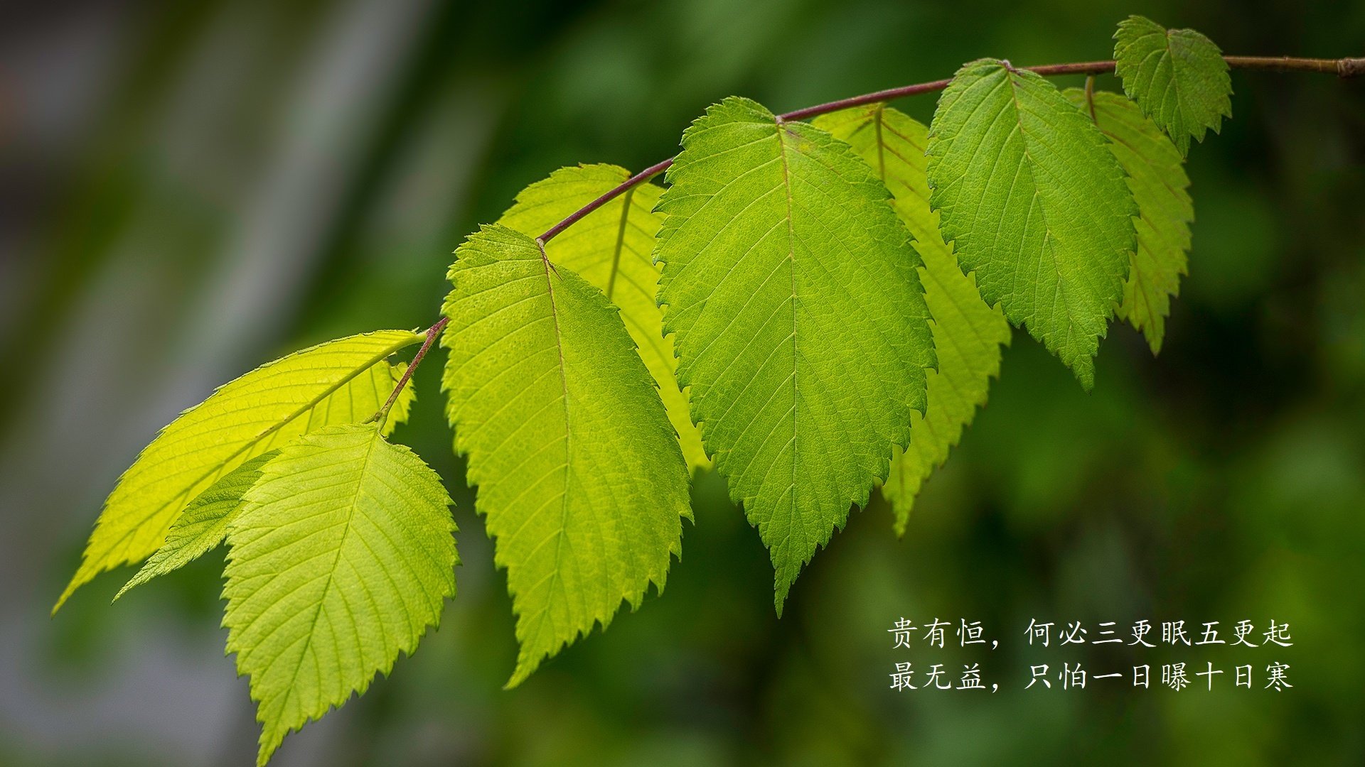 孤星之战，2026世界杯B组，奥斯梅恩的独舞与葡萄牙的精密暴政